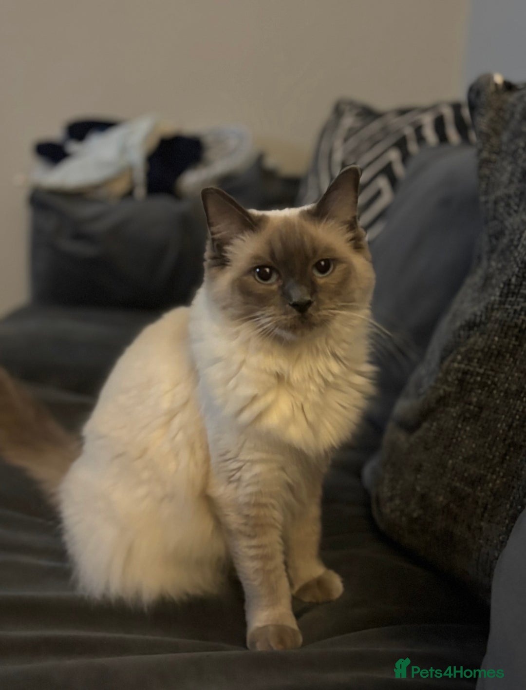 Ragdoll cats for sale: Blue point Ragdoll kittens  - Advert 4