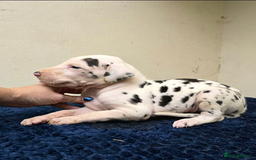 Great Dane dogs for sale:  Beautiful Great Dane Pups-Ready for Forever Homes - Image 3