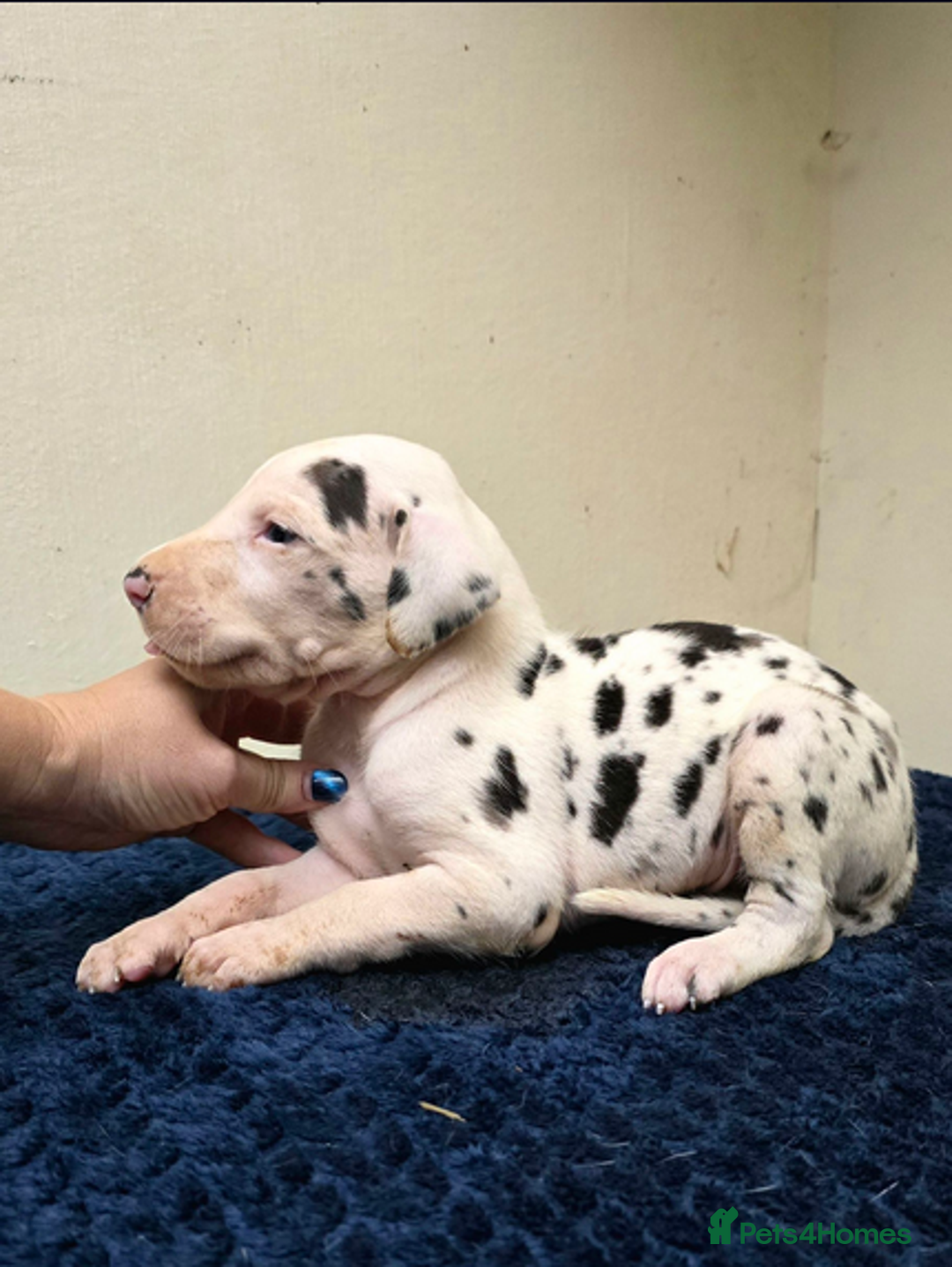Great Dane dogs for sale:  Beautiful Great Dane Pups-Ready for Forever Homes - Image 3