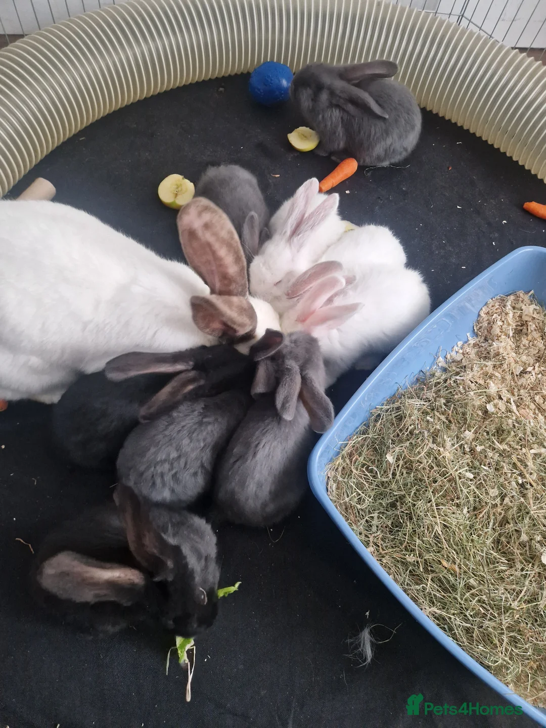 Continental Giant rabbits for sale: Continental Giant Blue  in Carlisle - Advert 12