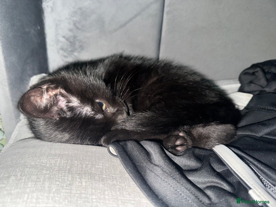 Mixed Breed cats for sale: 2 Beautiful Boys - Ready Now!  - Advert 6