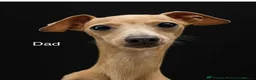 Italian Greyhound dogs for sale: 🐾 KC Registered Italian Greyhound Puppies 🐾 - Advert 7