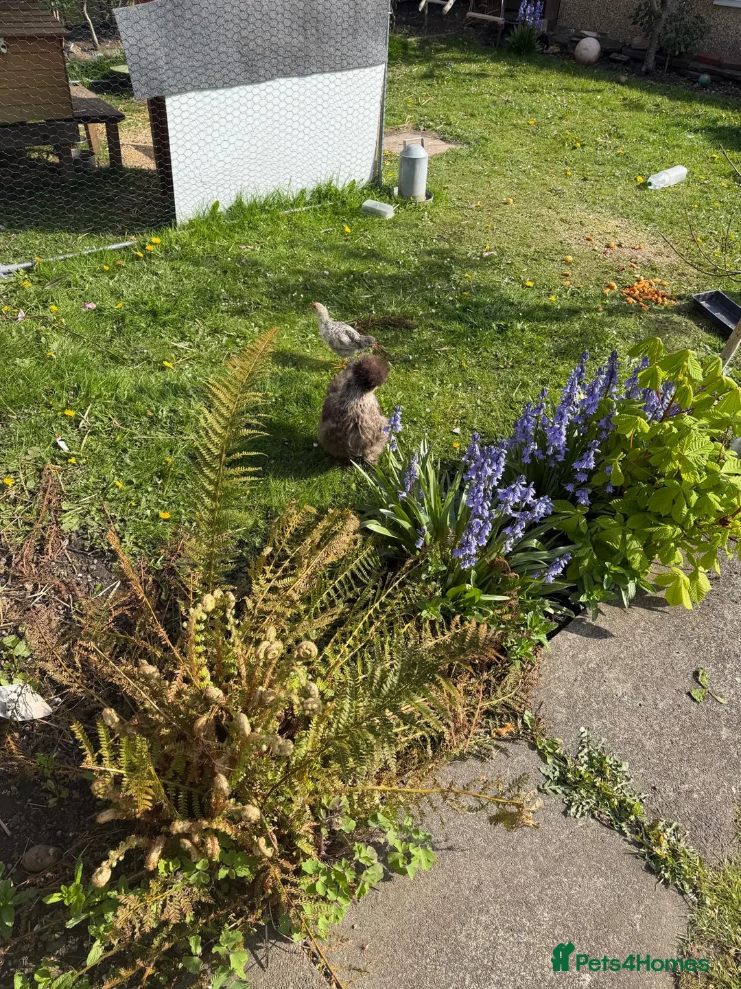 Chickens poultry for sale: Silkie and naked neck in Newport - Advert 2