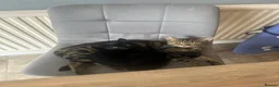 Mixed Breed cats for sale: Adorable Black Kittens Looking for Loving Homes in Blandford Forum - Advert 2