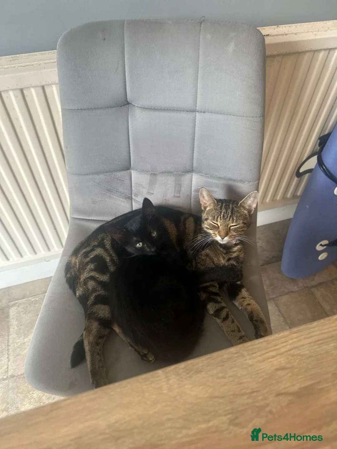 Mixed Breed cats for sale: Adorable Black Kittens Looking for Loving Homes in Blandford Forum - Advert 2