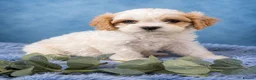 Cavapoochon dogs for sale: Extensively Health tested Ready to leave now 💕 - Advert 12