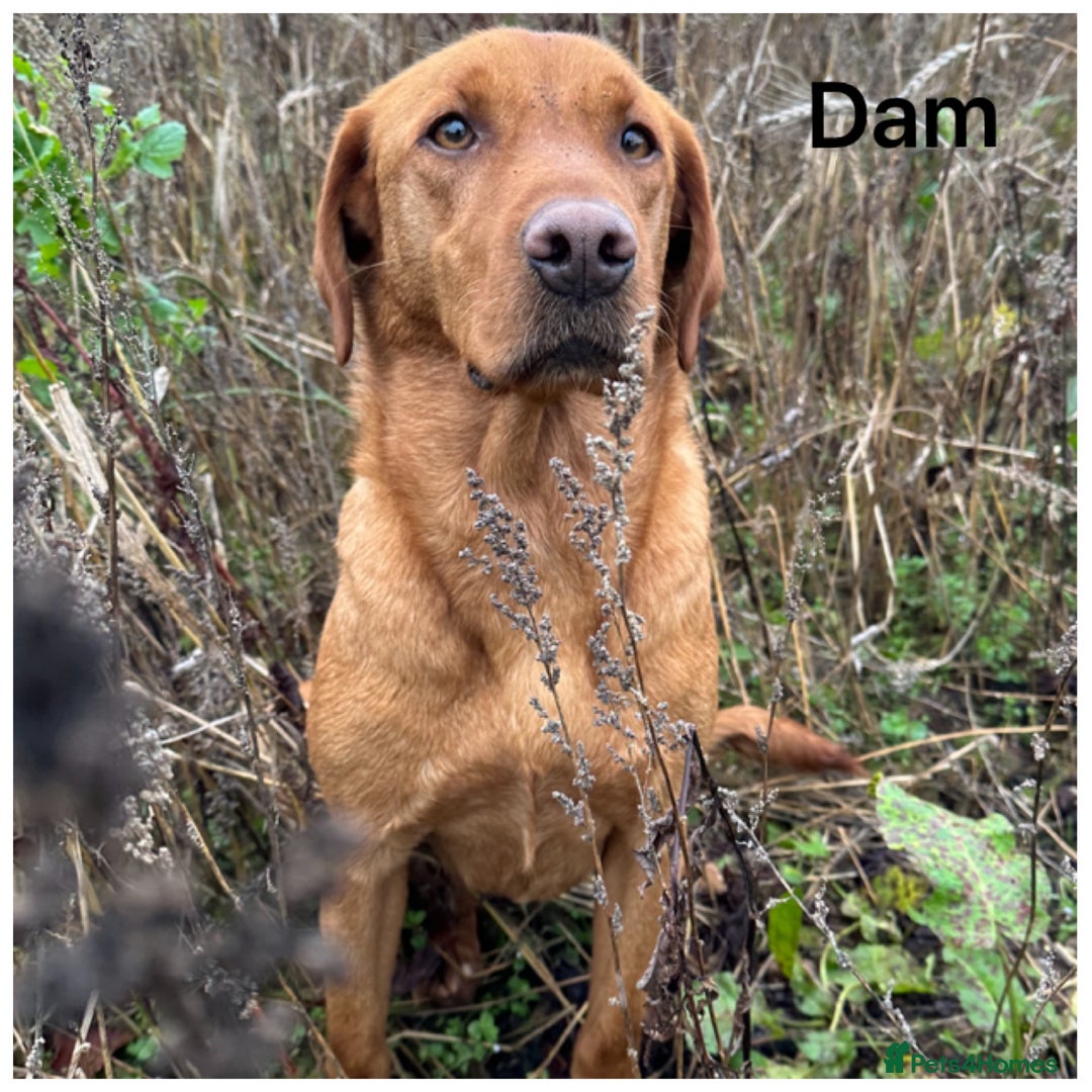 Labrador Retriever dogs for sale: Stunning KC pups,health tested parents&great lines - Advert 11