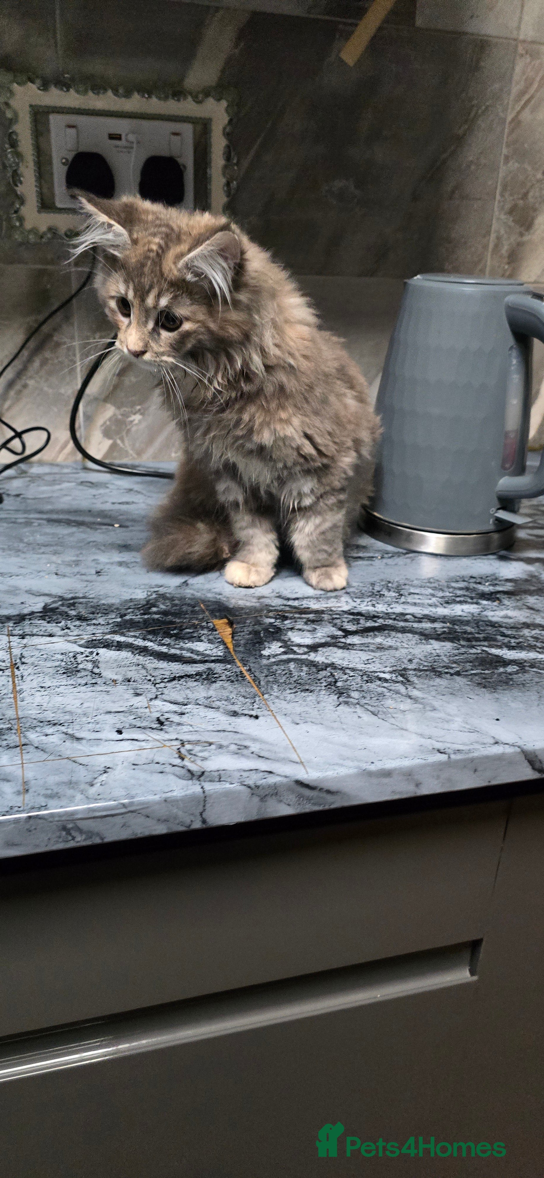 Maine Coon cats Giant maine coon kittens for sale  - Advert 15