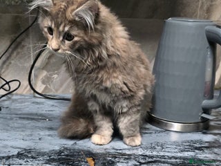 Maine Coon cats Giant maine coon kittens for sale - Advert 2