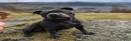 Staffordshire Bull Terrier dogs for sale: 3 Staffordshire bull terrier pups, girls in Abertillery - Advert 2