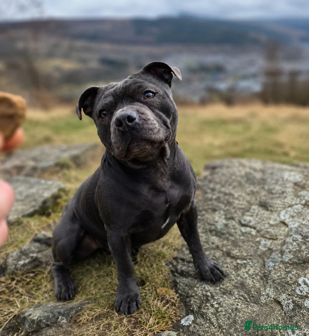 Staffordshire Bull Terrier dogs for sale: 3 Staffordshire bull terrier pups, girls in Abertillery - Advert 2
