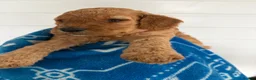 Cockapoo dogs for sale: Health tested 4 red F1b cockapoo  - Advert 16