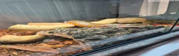 Skink reptiles for sale: Northern blue tongue skink - Advert 9