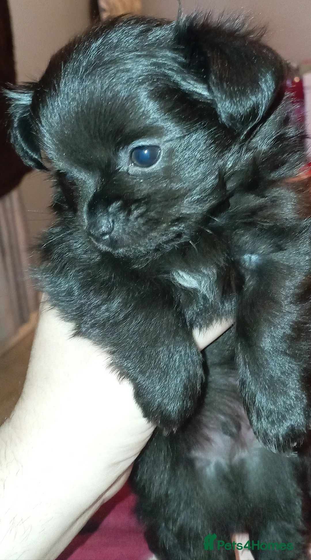 Chihuahua dogs for sale: 2 Black long haired Male chihuahua puppies  - Advert 9