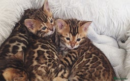 Bengal cats for sale: Pedigree,  TICA, loving, luxurious bengals - Advert 1