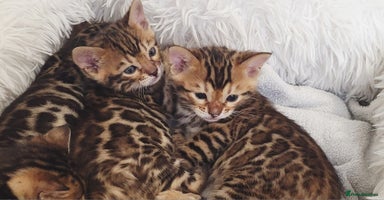 Bengal cats Pedigree,  TICA, loving, luxurious bengals - Advert 2