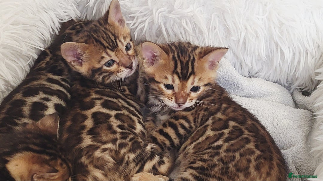 Bengal cats for sale: Pedigree,  TICA, loving, luxurious bengals - Advert 1