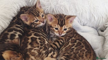 Bengal cats Pedigree, TICA, loving, luxurious bengals - Advert 3