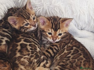 Bengal cats Pedigree, TICA, loving, luxurious bengals - Advert 1