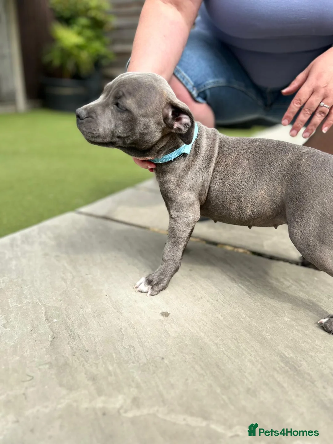 Staffordshire Bull Terrier dogs for sale: 10wk old Staffordshire Bull Terrier Puppy  - Advert 2