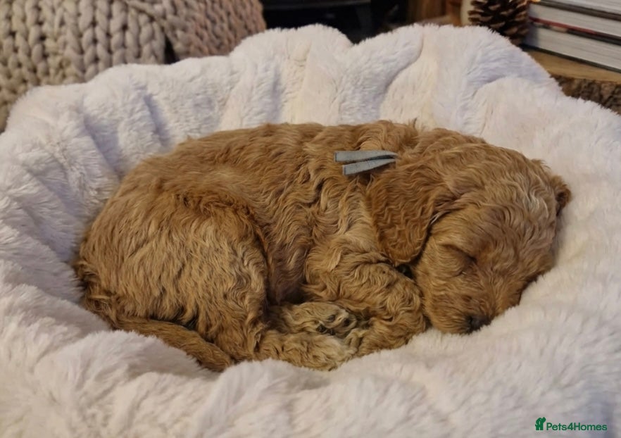 Cockapoo dogs ❤️READY MAY 1st ! true miniature cockapoos  ❤️‼️ - Advert 11