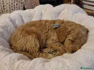 Cockapoo dogs ❤️READY MAY 1st ! true miniature cockapoos ❤️‼️ - Advert 11