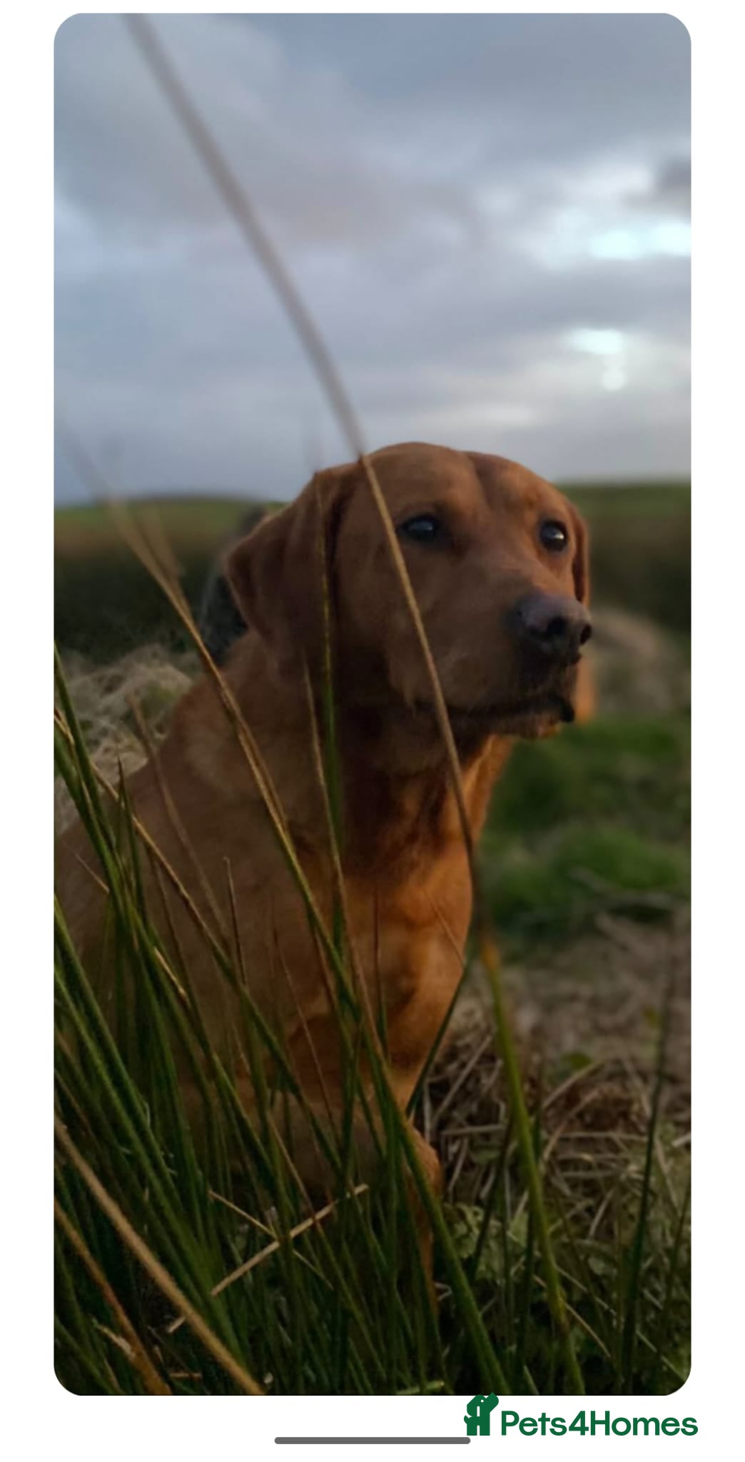 Doug