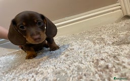 Miniature Dachshund dogs for sale: KC Registered Miniature Dachshund - 2 Boys Left! - Image 10