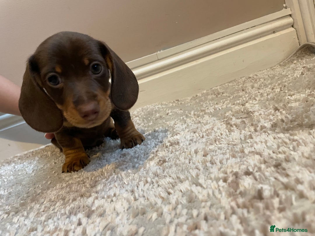 Miniature Dachshund dogs for sale: KC Registered Miniature Dachshund - 2 Boys Left! - Image 10