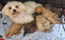 Maltipoo dogs for sale: Maltipoo puppy's - ready august 19th!  - Image 15