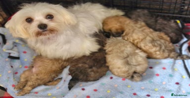 Maltipoo dogs - Advert 8
