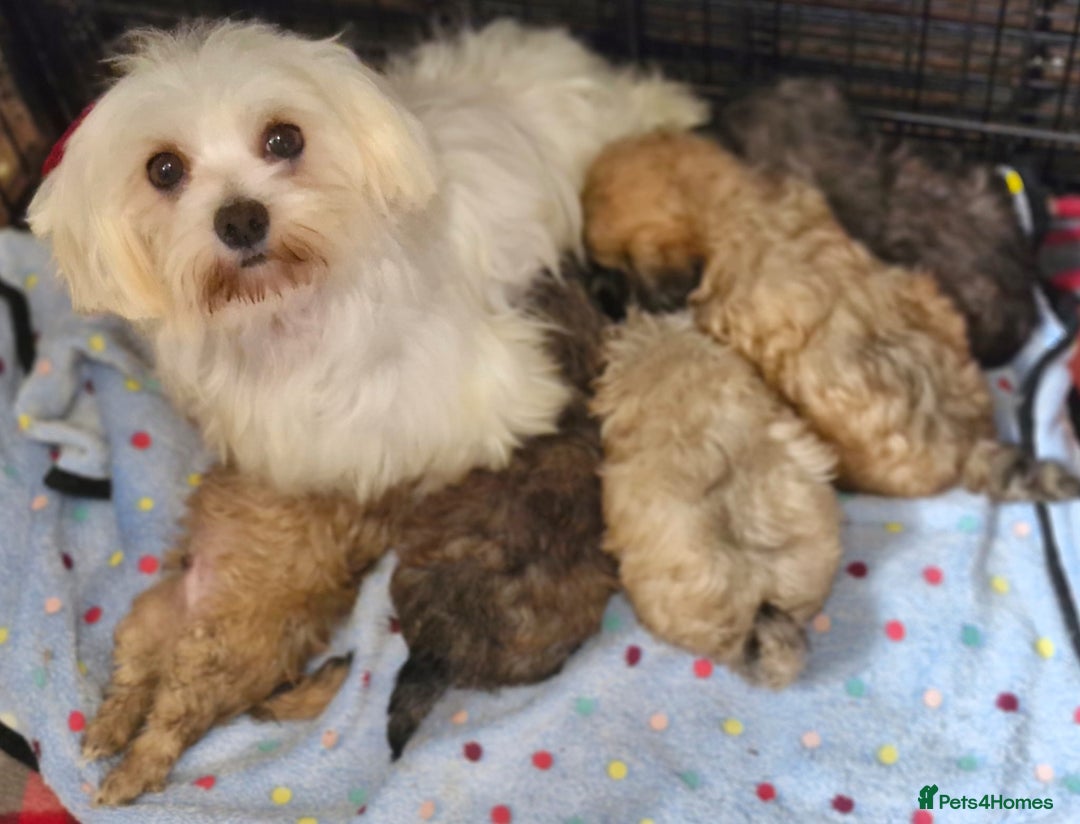 Maltipoo dogs for sale: Maltipoo puppy's - ready august 19th!  - Image 15