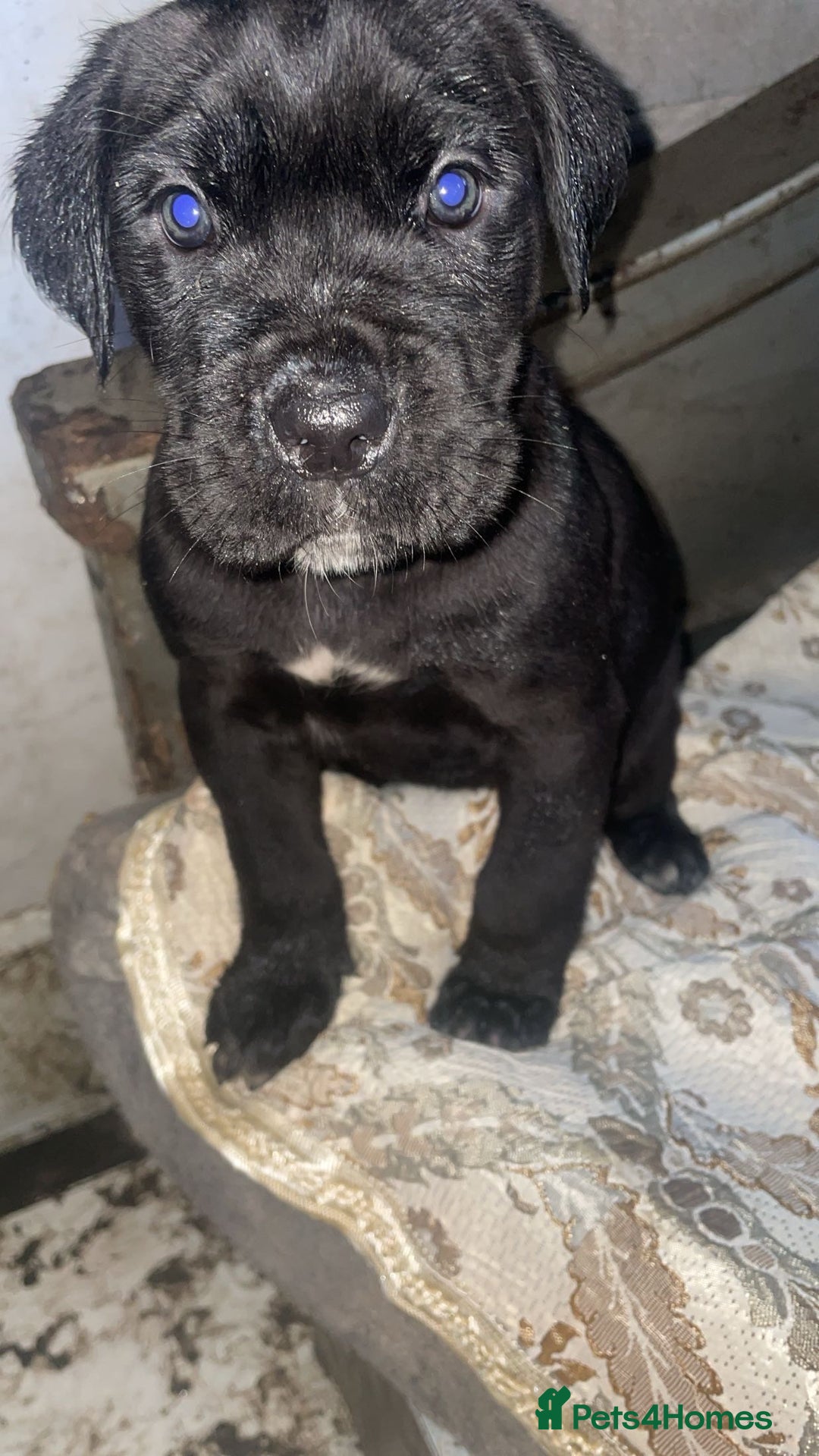Cane Corso dogs for sale: Stunning litter of 9 - Advert 8
