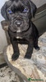 Cane Corso Puppy 4