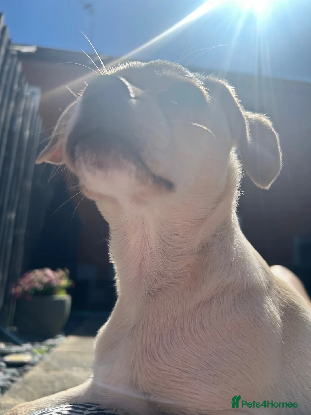 Mixed Breed dogs for sale: Extremely Reluctant Sale, Gorgeous Loving Pup - Advert 18