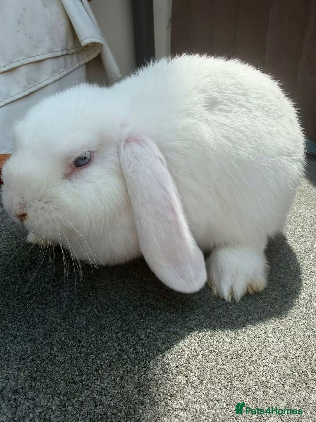 Mini Lop rabbits Purebred Mini Lop Bew Buck AVAILABLE now - Advert 1