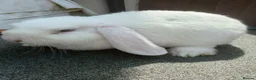 Mini Lop rabbits for sale: Purebred Mini Lop Bew Buck AVAILABLE now - Advert 1