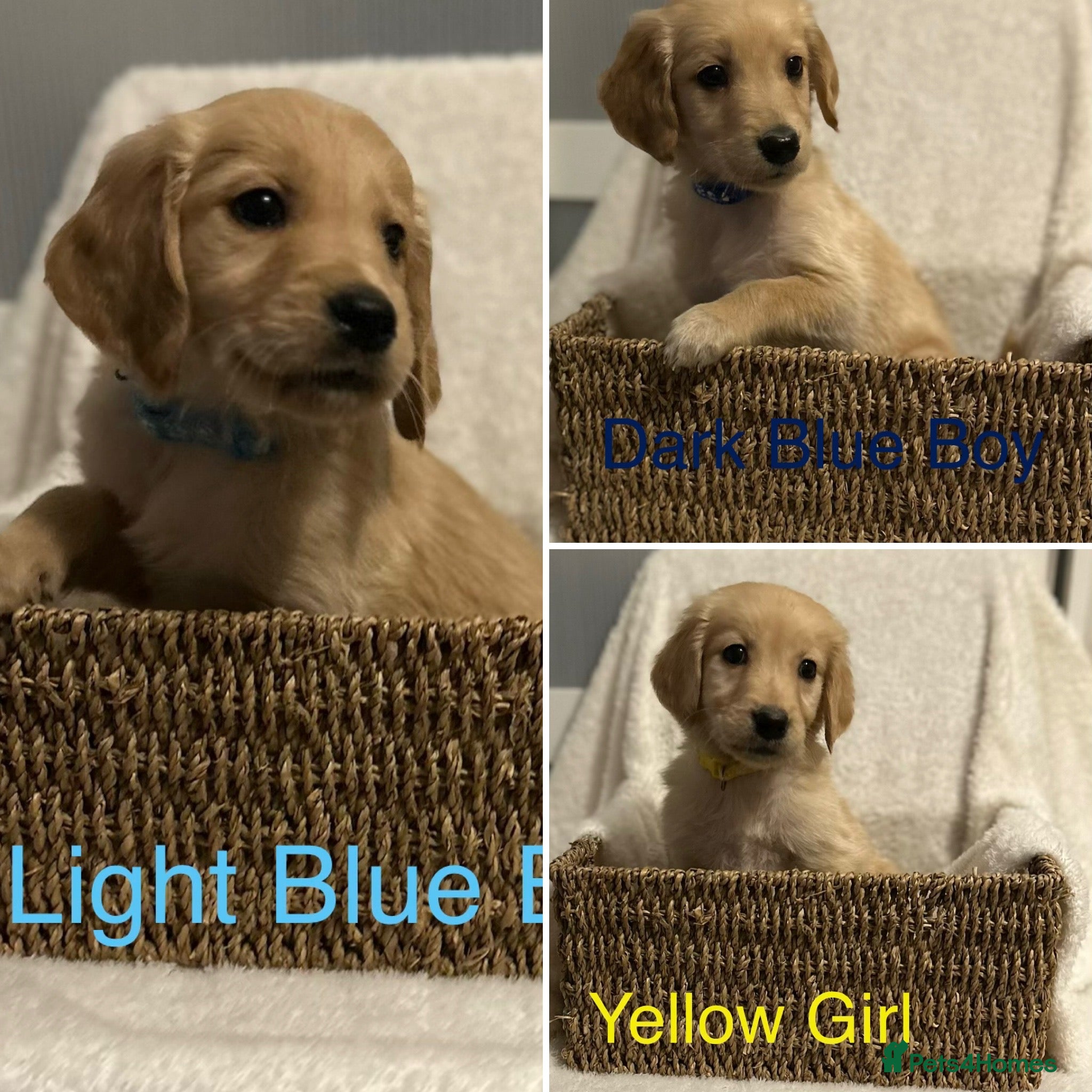 Golden Retriever dogs Ready Now 2 Boys & 1 Girl Golden Retriever Puppies - Advert 8