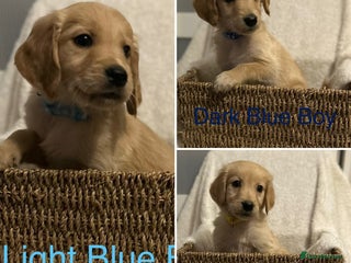 Golden Retriever dogs Ready Now 2 Boys & 1 Girl Golden Retriever Puppies - Advert 8