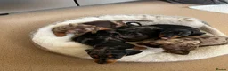 Miniature Dachshund dogs for sale: Beautiful KC registered puppies.  - Advert 6