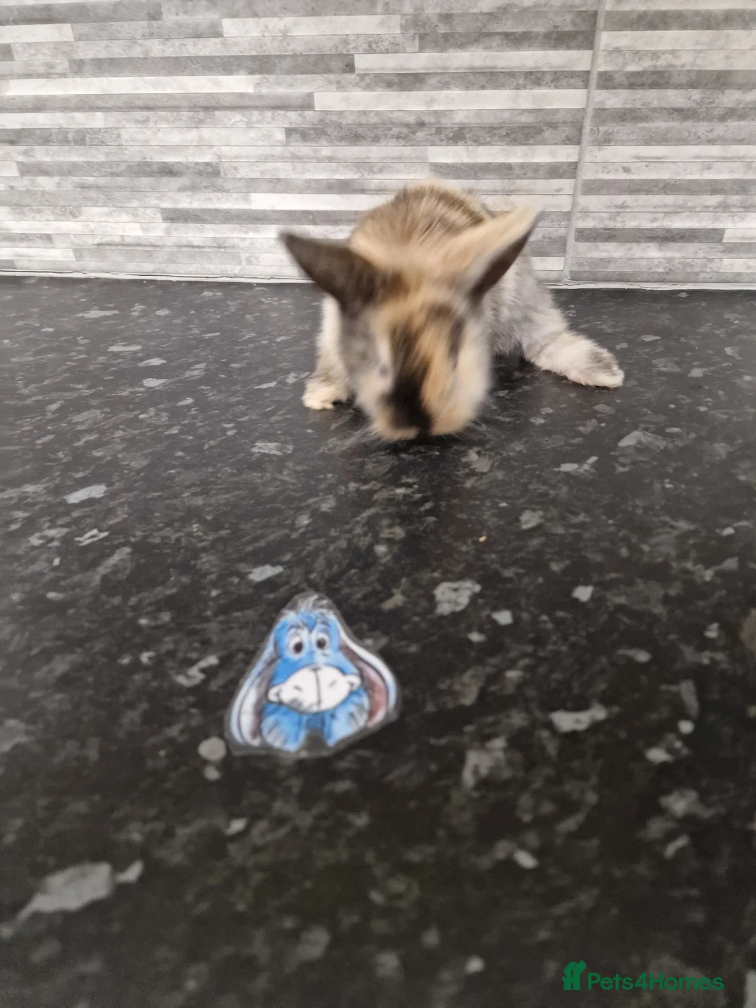 Lionhead rabbits for sale: Lion lop baby rabbits  born May 4 2026 - Advert 11