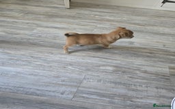 Mixed Breed dogs for sale: Chihuahua x jack Russell puppies 4 boys  - Image 15