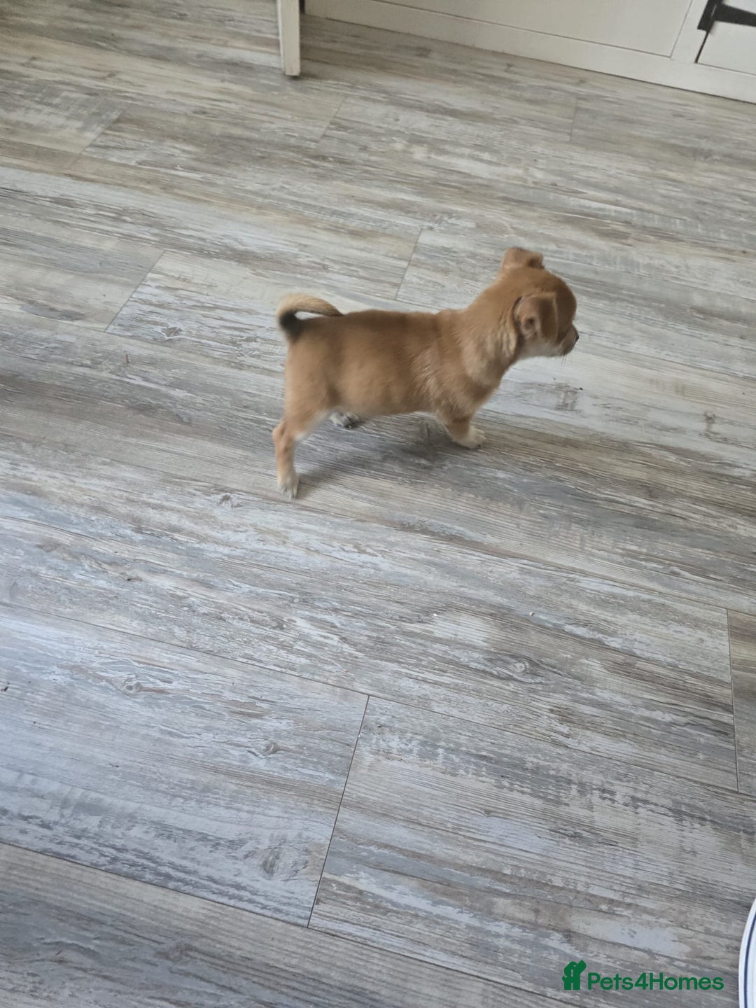 Mixed Breed dogs for sale: Chihuahua x jack Russell puppies 4 boys  - Image 15