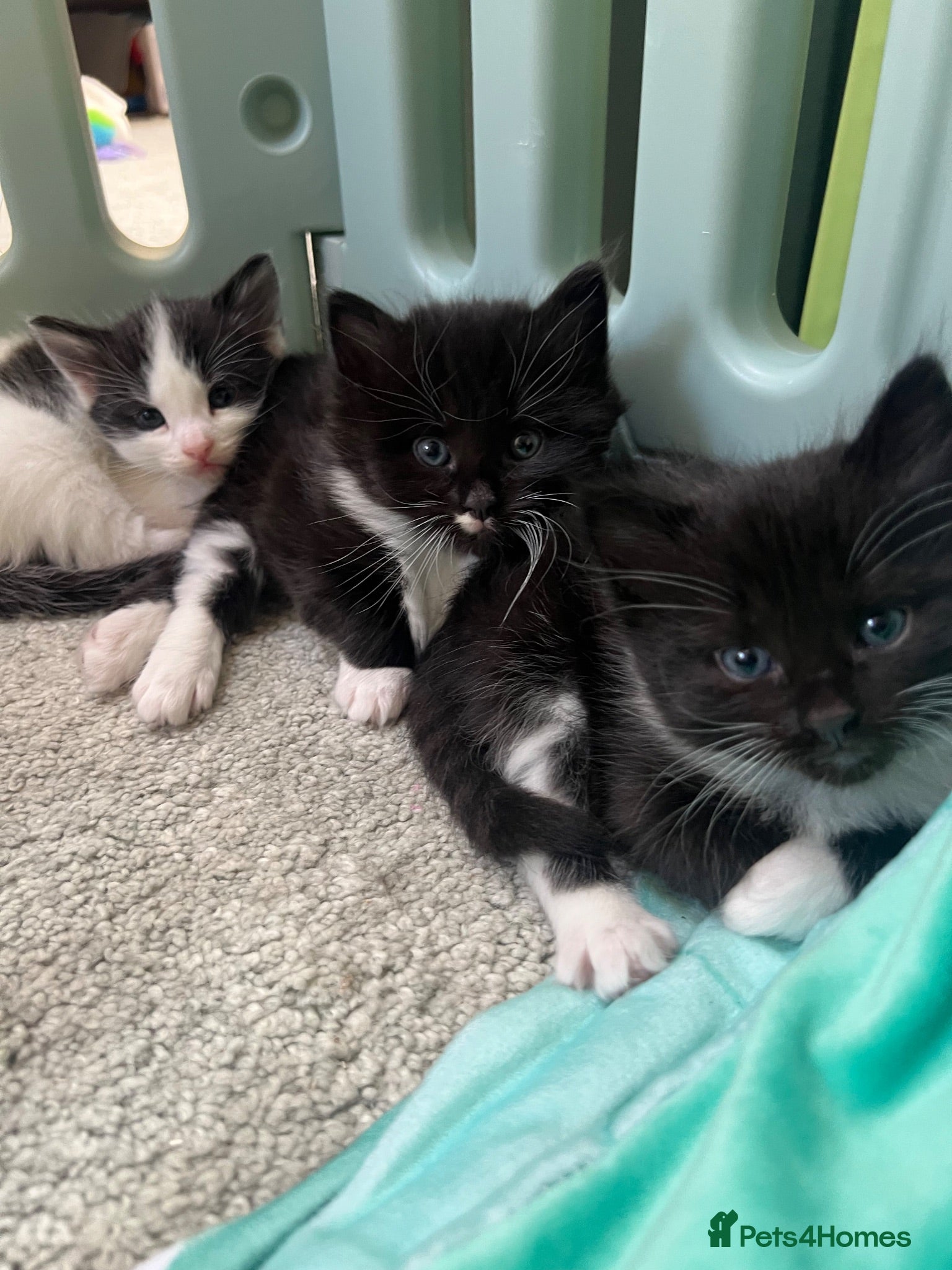 Mixed Breed cats 4 kittens for sale  - Advert 10