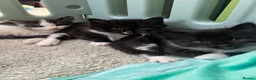 Mixed Breed cats for sale: 4 kittens for sale  in Warrington - Advert 1