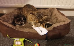 Mixed Breed cats for sale: Adorable kitten bsh mixed Bengal  - Image 6