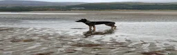 Mixed Breed dogs for sale: 10 month old Shepherd cross - Advert 4