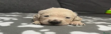 Golden Retriever Puppy 4