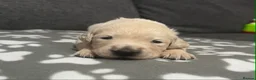 Golden Retriever dogs for sale: Beautiful Golden retriever Pups Showline KC Reg - Advert 26