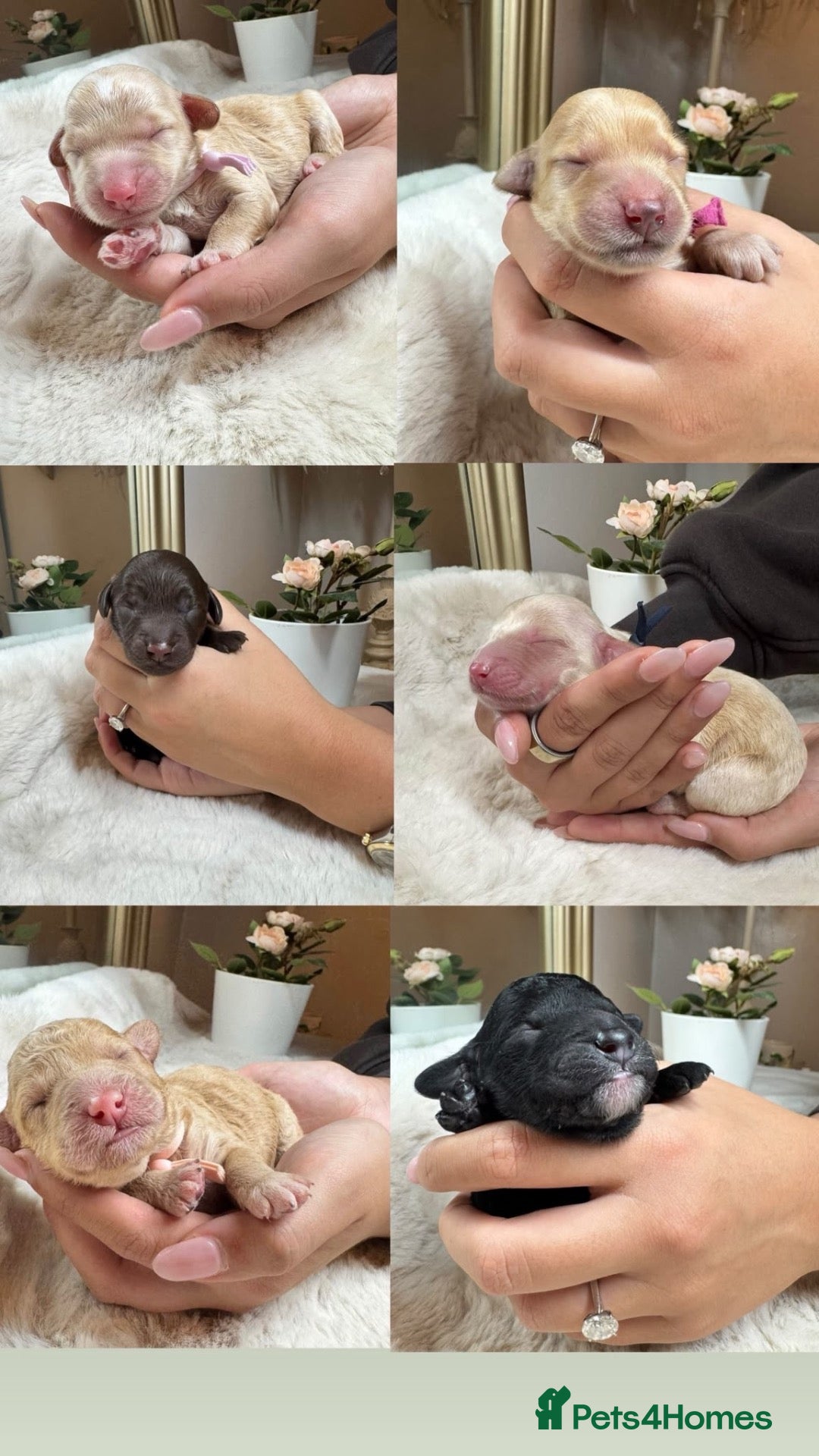 Cockapoo dogs for sale: Minnie & Hugo’s Waiting List  - Advert 21